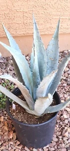 LANDSCAPE QUALITY Blue Agave Americana Century Plant, Agave Cactus, 24" (2F) - Picture 1 of 5
