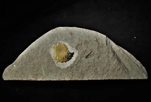 Großes Calcit Promicroceras Ammonit Fossil Ausstellungsstück (30mm) Juraküste - Bild 1 von 4