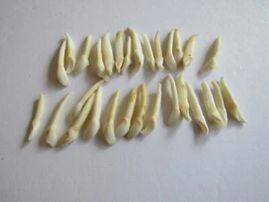 10 Front Deer Teeth Fangs Canine Animal Teeth Craft Supplies Projects Taxidermy - Picture 1 of 2