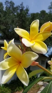 Aztec Gold Plumeria Fresh Cutting Single Head 6-8in. Scented Flower Frangi - Picture 1 of 7