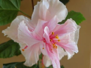 PRIDE OF HANKINS WHITE*Rooted Tropical Hibiscus Starter Plant*Triple WHITE Bloom - Picture 1 of 8