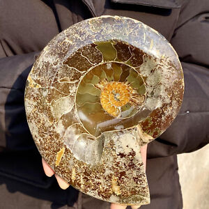 3.3LB Collection ! Natural Ammonite Shell Fossil Crystal Stone Mineral Specimen