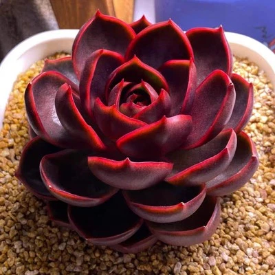 Echeveria Red Light  about 6cm Succulent - Image 1 of 3