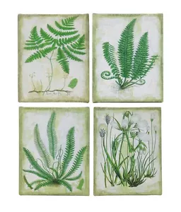Set of 4 Green Botanical Art Prints Stretched on Canvas 8x10 - Fern Cotton Grass - Picture 1 of 12