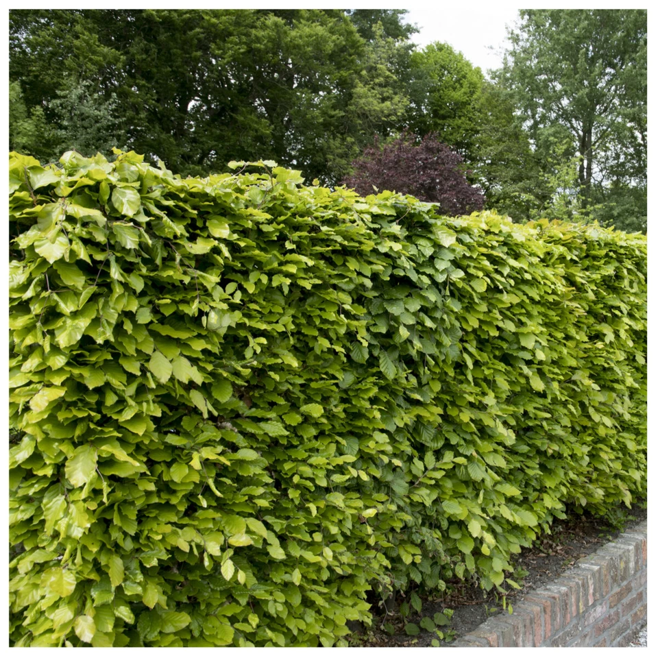 10 Green Beech Hedging Plants 2 Year Old, 1-2ft Grade 1  Hedge Trees 40-60cm - Image 1 of 4