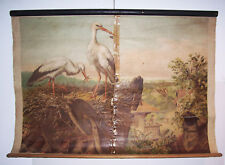 Roll card Mapa szkolna Stork Stork's Nest Perthes Gotha 1920/30 rzadkie !