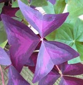 5 x Oxalis Triangularis purpurea bulbs. Purple Butterfly House Plant Shamrock