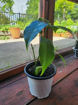 Small Valencia Pride Mango Tree 7”-10” Live Tropical Plant | Sweet Golden Fruit - Image 1 of 4