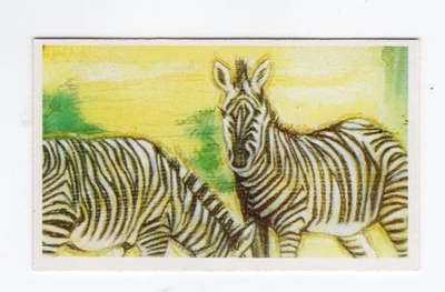 Brooke Bond Tea Going Wild Animal Card. #13 Grev’ys Zebra - image 1 of 2