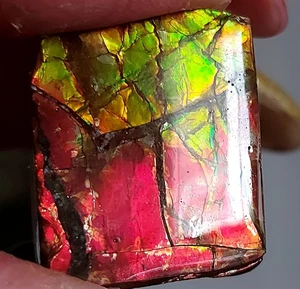 Piedra recubierta de amonita ammolita 24,3 x 21 x 5,3 mm 19290 - Imagen 1 de 5