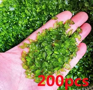 200 Small Beads Leaves For Jewelry Making Diy Dark Green Leaf Craft Supplies - Picture 1 of 3
