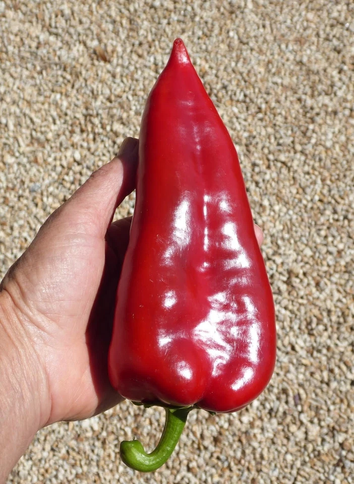 Poivron doux Ajvarski Paprika de Macédoine - 5+ graines - Grains Ca 093 - Photo 1/1