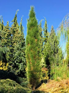 Pinus nigra 'Green Tower' - Austrian Pine *Live Plant - Picture 1 of 6