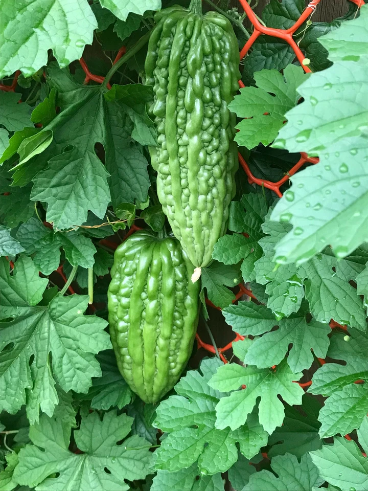 苦瓜種子 Bitter melon seeds 10 pieces - Image 1 of 1