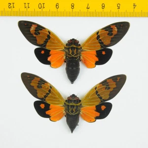 Cicada - Gaeana festiva (Orange, Pair) - Tapah Hills - MALAYSIA - 4916 - Picture 1 of 1