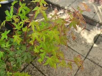 Maple Tree  (Budding) - Image 1 of 4