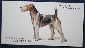 Fox Terrier Drahthaar Vintage 1931 Bildkarte EE31M - Bild 1 von 1