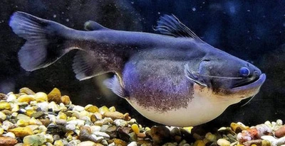 Gulper Catfish 3.5–4.5” – Rare Live Freshwater Predator – Exotic Oddball Fish - Image 1 of 2