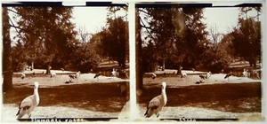 Flamants Roses.Oiseau.Animaux.Animals.Vue stereo sur verre 6x13cm.Glass Stereo. - Imagen 1 de 1