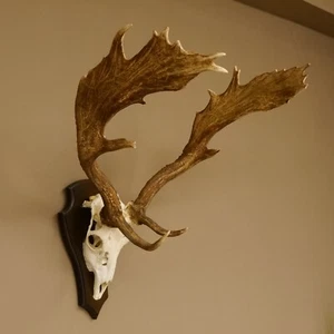 Damhirsch 14. Cabeza cornamenta H 70 cm placa trofeo señora ciervo cornamenta de ciervo 72.526 - Imagen 1 de 10
