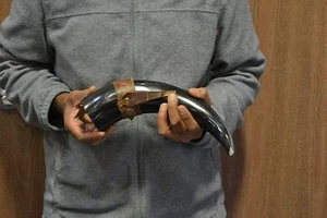 BUFFALO HORN GAME OF THRONE MEDIEVAL DRINKING CUP LEATHER HOLSTER 14" #T-2365J - Picture 1 of 3