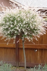 Set 2 Hakuro Nishiki Dappled Willow Plants - 6-12" Tall - 4" Pot - Variegated - Picture 1 of 11