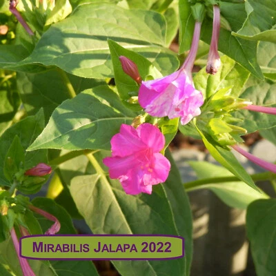 Wunderblume Mirabilis Jalapa Pink/Weiß 15 Samen aus Bio Anbau ERNTE 2022 - Bild 1 von 4