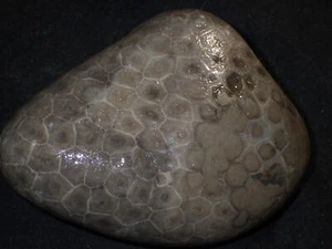 Unpolished Petoskey Stone 1 lb 6.6 oz - Picture 1 of 3
