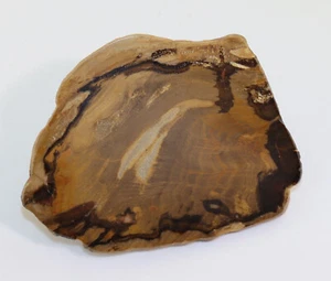 Samenfarn, Pentoxylon, Jura, Queensland, Australien -k487 - Picture 1 of 4