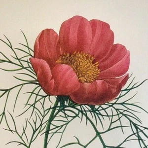 P. J. Redoute Blumen PAEONIA TENUIFOLIA Botanischer Kunstdruck Exlibris 103 - Bild 1 von 2