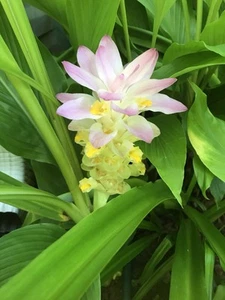 Ginger Curcuma Petiolata Hidden Pink Flowering Two Rhizomes   Free Ship - Picture 1 of 4
