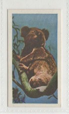 National Pets 1961. #43 Koala