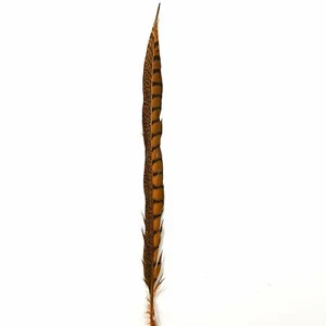 20" to 30" Lady Amherst Pheasant Side Tail Feather - Orange - Picture 1 of 3