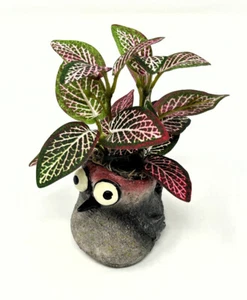 Maceta de 5" Baby WOODPECKER Mini Blob House CON imitación seda rosa Fittonia planta - Imagen 1 de 5