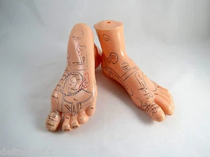 Professionale Educativo Massage Agopuntura 7 " Piedi 17cm Anatomia Medico - Imagen 1 de 2