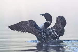 Impresión artística giclee fotografía vida silvestre Common Loon Flapping II de Jim Cumming - Imagen 1 de 3