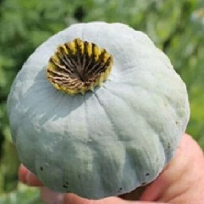 5,000 The Giant Poppy Seeds Papavaer Somniferum Massive Heads Giganteum Blooms - Image 1 of 4