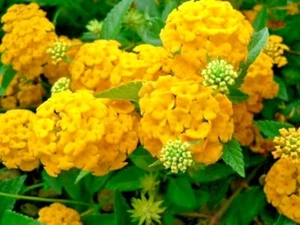 ✅Hydrangea  Arriba Reblooming Hydrangea (Macrophylla) fresh harvested seeds HS12 - Picture 1 of 1