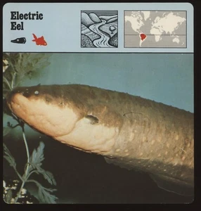 Elektrische Aal Safari Karten Rencontre Fisch - Bild 1 von 1