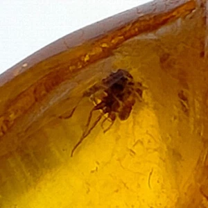 Insect fossil in Amber preserved natural bug inclusion polished gemstone 22.6ct - Picture 1 of 7