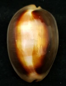 FS Lyncina (Cypraea) ventriculus ventriculus 54mm  - Picture 1 of 6