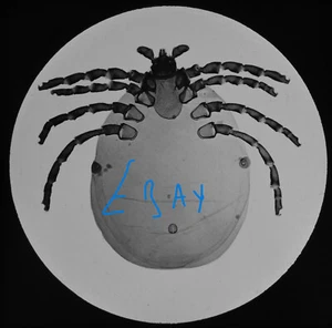 HUNDPARASIT X 12 Magic Lantern Slide VIKTORIANISCHES MIKROSKOP INSEKTENFOTO - Bild 1 von 5