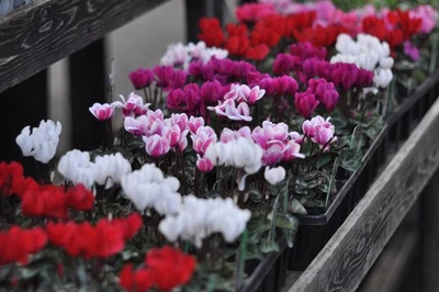 Pentax SMC Takumar 6x7 90mm f/2.8 Lens for 6x7 67 67II Exc+++++ From JAPAN #5659 - Image 1 of 4