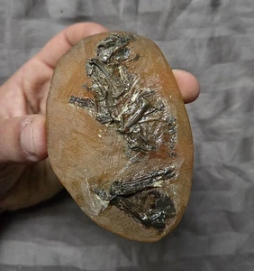 Ultra Rare Fossil Avian Bird Bones Messelornis? Eocene Messel Pit Germany - Picture 1 of 5