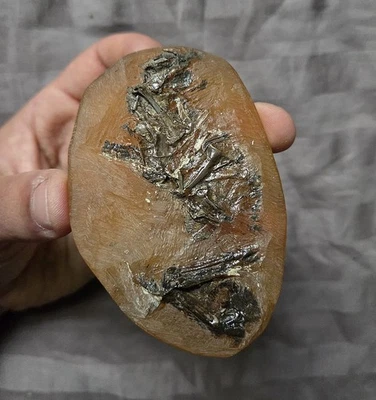 Ultra Rare Fossil Avian Bird Bones Messelornis? Eocene Messel Pit Germany - Image 1 of 4