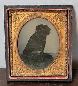 1860s Sixth Plate Ambrotype Large Sitting Black Dog Portrait Antique Pet Animal - Picture 1 of 3