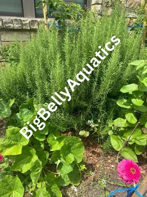 Rosemary Cuttings 10 1 Ft+ Cuttings Organic - Image 1 of 4