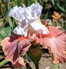 Grand iris barbu « miroir magique » en prévente, livraison commence en juillet