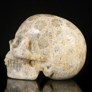 1.97"Natural Coral Fossil Crystal Skull Metaphysic Healing Power #33U95 