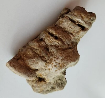 Fossil Nerinea Gastropod From Hays County Texas - 167g - Image 1 of 4